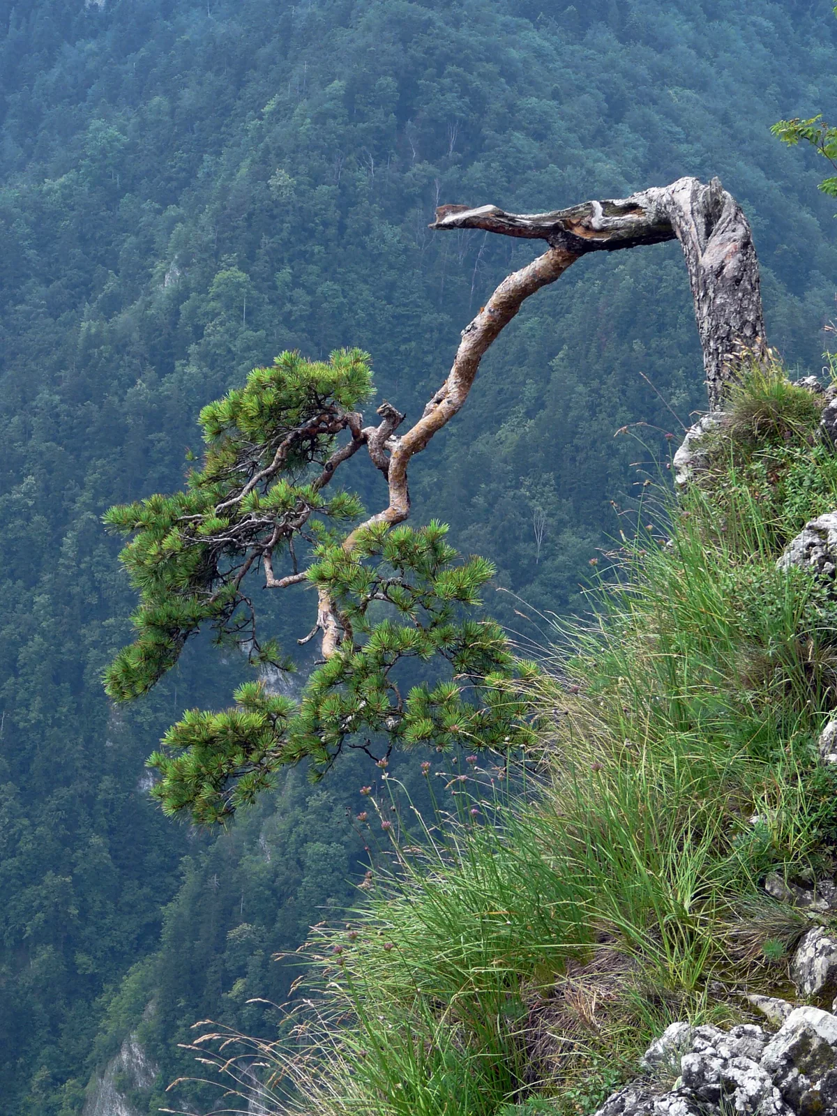 Panorama gór Pienin z charakterystycznym pieniński krajobrazem