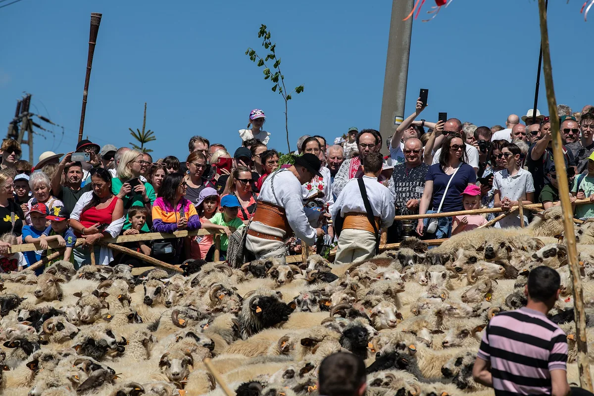 Uroczysty redyk wiosenny, owce i juhasi na hali w Pieninach